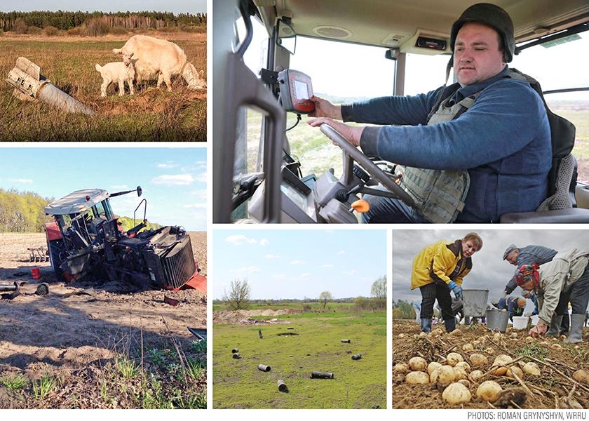 Livestock graze near unexploded rockets (top left). A Ukrainian farmer wears a helmet and flak jacket in the tractor (top right). This tractor drove over a landmine buried in the field (bottom left). Ukrainians pitch in to harvest potatoes, as labor shortages remain a significant challenge (bottom right).

