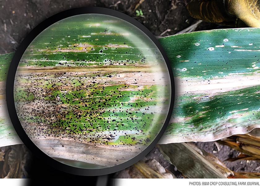 Evaluate your crop’s vulnerability to the destructive force of tar spot.