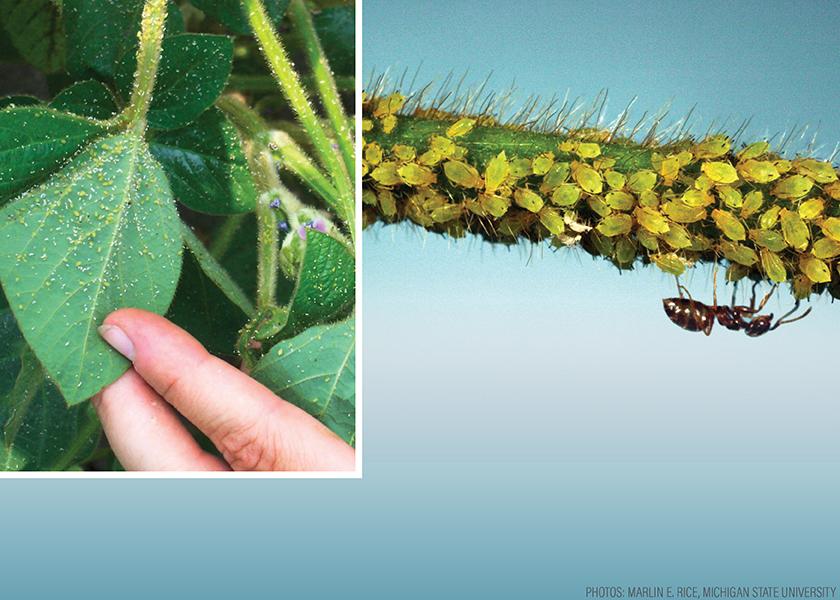 Ants on plants is often an indicator of soybean aphid presence. They are attracted by the sweet honeydew that the aphids excrete.