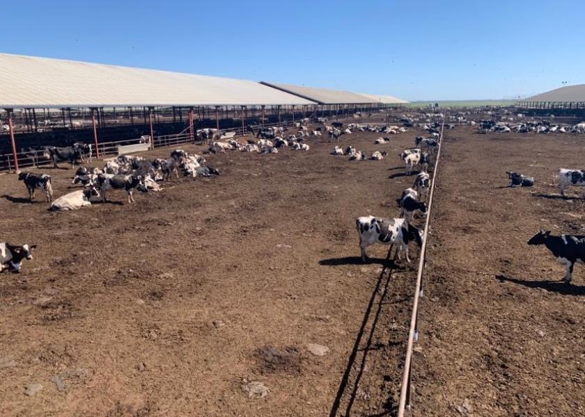 California dairy producer, Darlene Lopes worries that soon no corn will be available to feed her herd of 4,000 Holsteins cows.