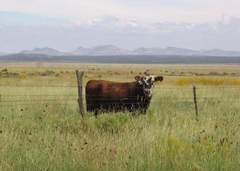 The 12th annual Central Texas Stocker Cattle Program to be held in West, Texas.