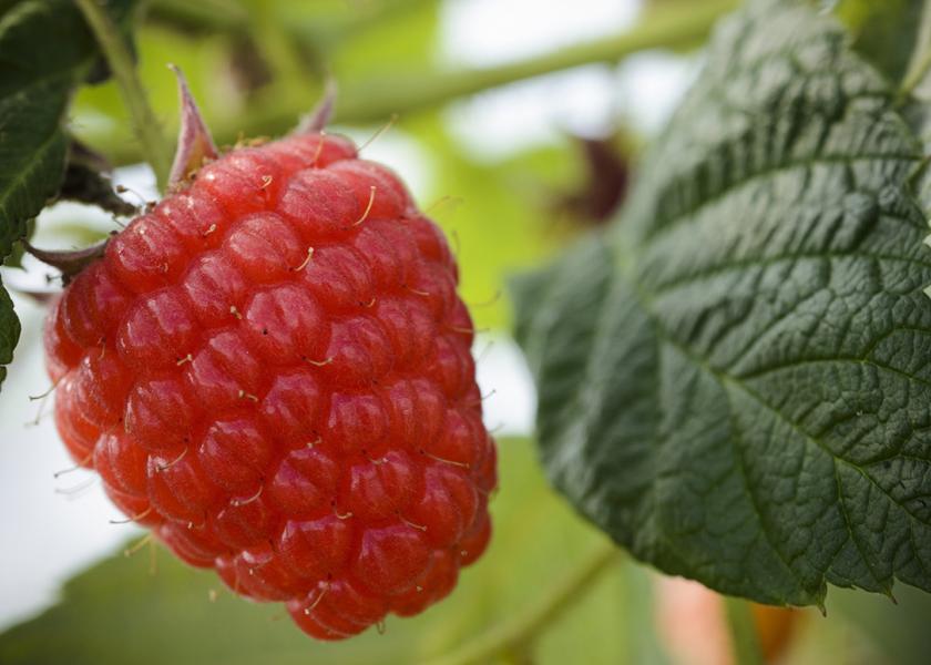 Summer is the perfect time to promote all berries, says Kasey Kelley of Naturipe.