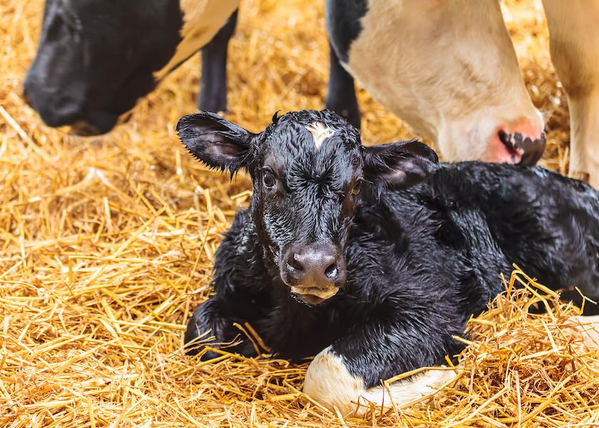 We now know the beneficial influence of feeding transition milk to calves in their early days of life. But is there a way to deliver that nutritional and immunological support that bypasses the tedious process of harvesting and feeding transition milk? According to calf nutrition expert David Wood, the answer is yes. 