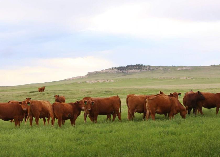 Pumpkin Creek Ranch cattle