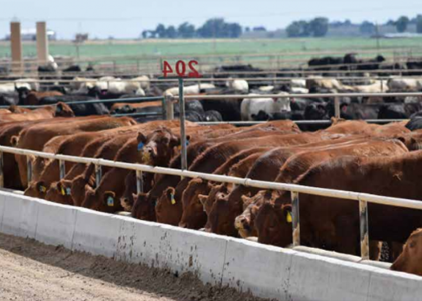 When will the 2014 cattle markets hit their peak?