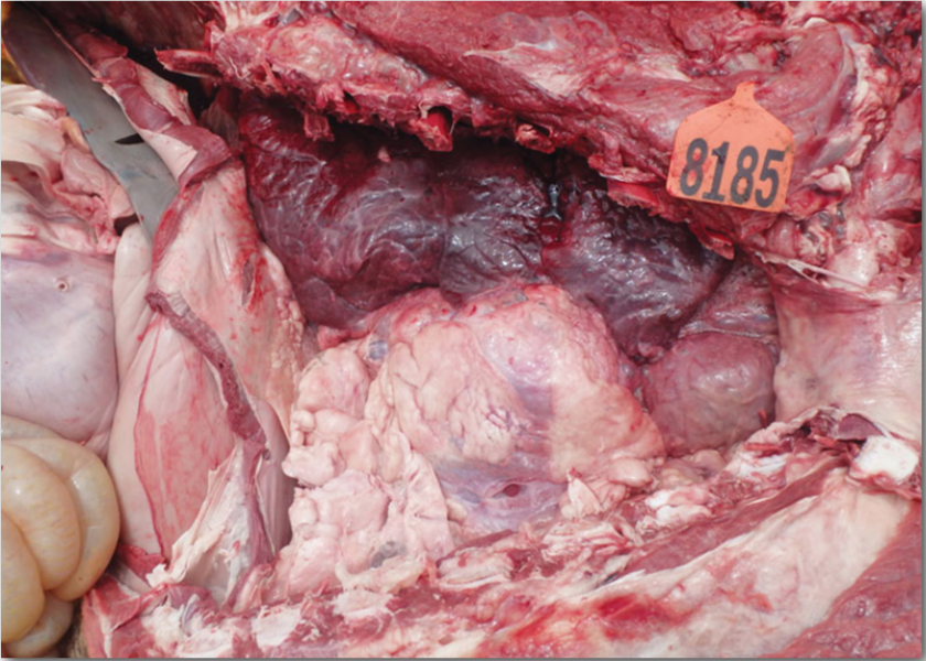Fig. 1. The open chest and abdomen photo shows compressed lungs and a pale and dorsally displaced liver.