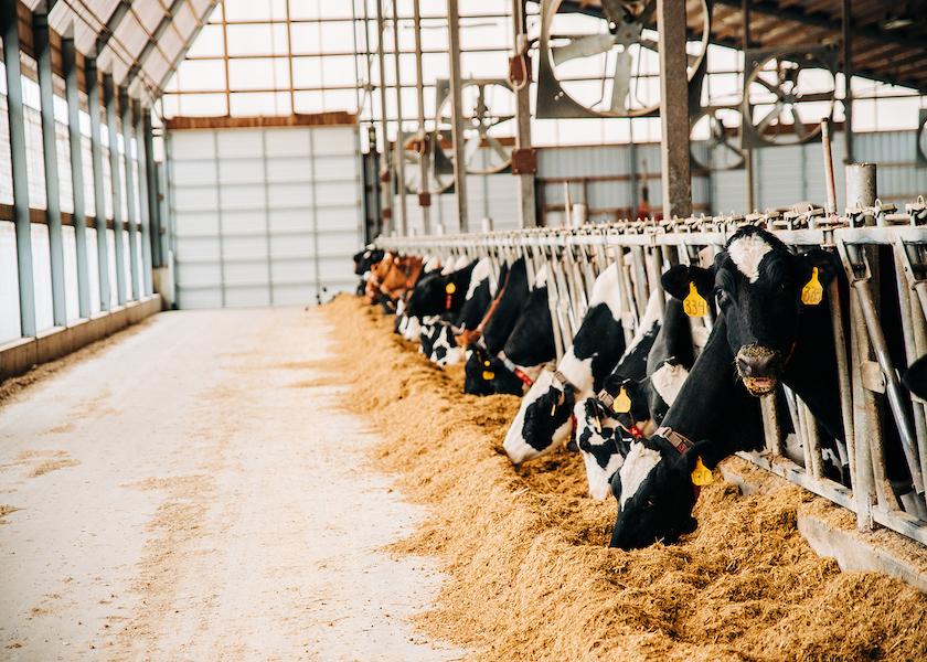A cow’s environment plays a major role in feeding behavior. In addition to fiber digestibility and particle size of the diet, a cow’s hierarchy among her penmates and her health status also factor into this important management area. 