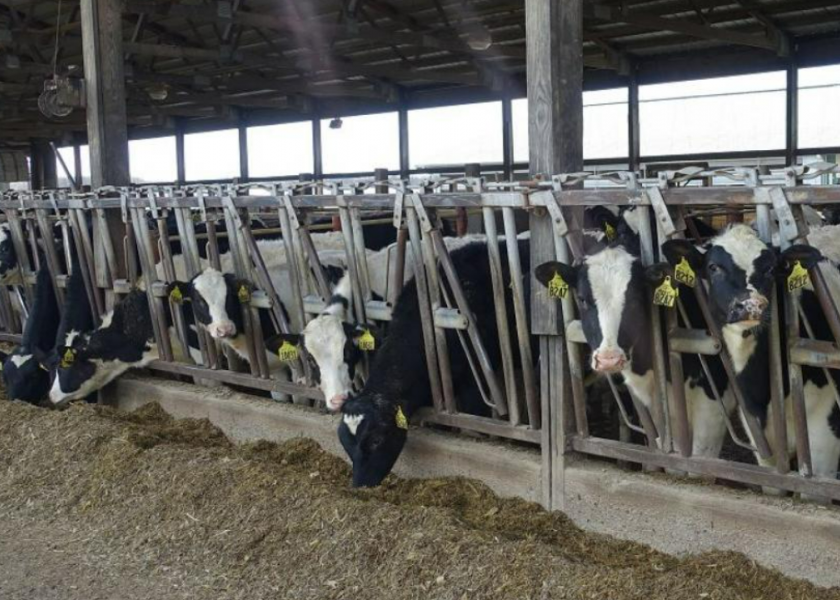 The U.S. is predicted to end 2022 with 48,000 fewer dairy cows in the national herd. 