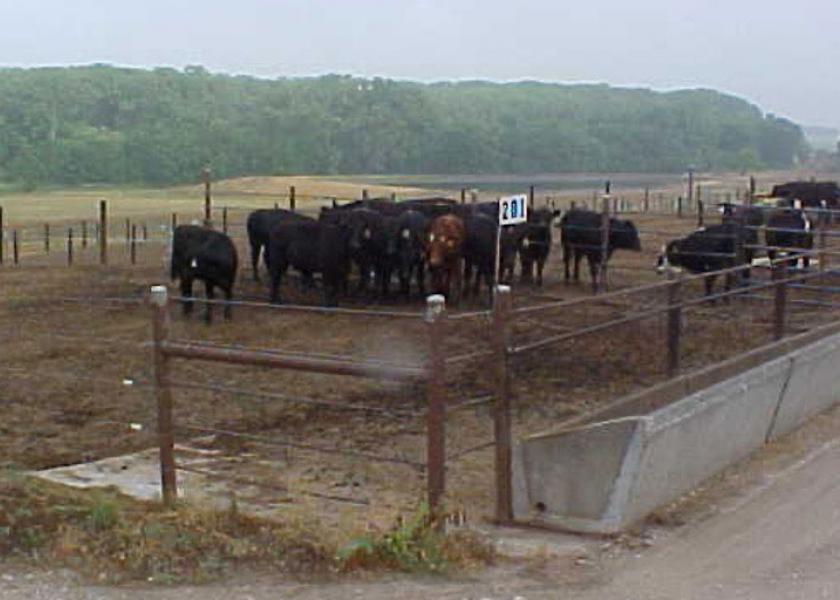 Crowding of cattle around waterers on hot days is common in feedlots.