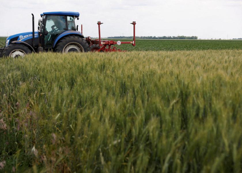 A field of winter wheat is pictured outside Bashtanka, Mykolaiv region, as Russia's attacks on Ukraine continue, Ukraine June 9, 2022. 