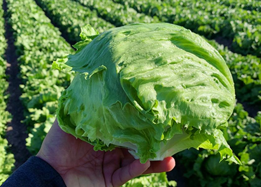 Beachside Produce grows a bounty of lettuce and leafy greens.