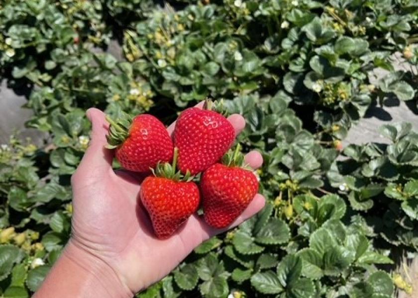 Berry grower-shippers report continued robust demand for organic berries.