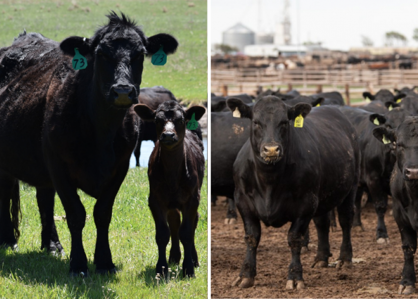 As Cattle on Feed and Cattle inventory reports release today, economist Kevin Coburn shares his expectations and how the numbers might affect the cattle cycle.
