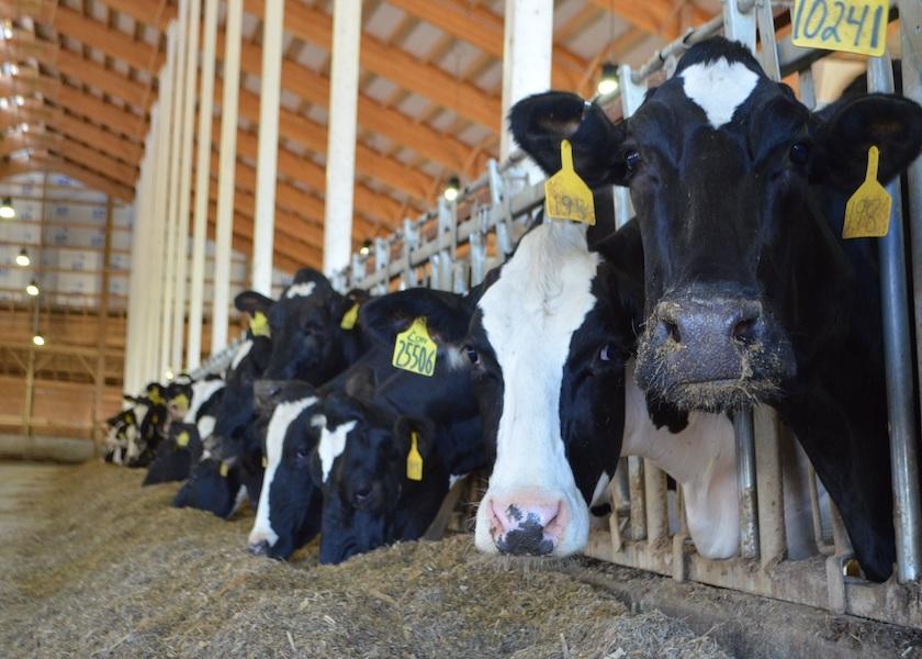 Feeding protein-deficient diets produces an increased heat load on cows due to increased heat production from metabolization of tissue proteins.