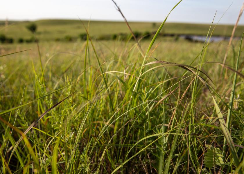 The Prairie Pothole Region hosts more than 4 million ducks in its grass biomes. 