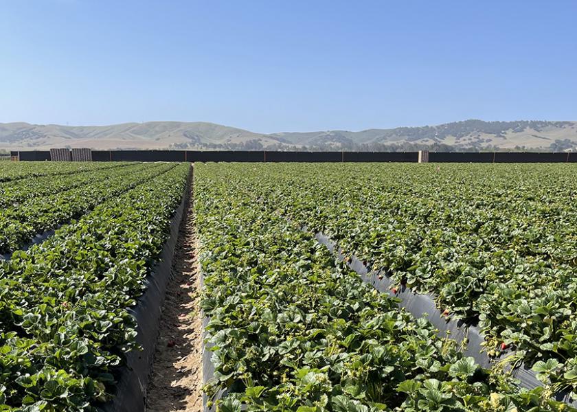 Strawberry taste, size and quality have been good this summer for Irvine, Calif.-based Gem-Pack Berries.