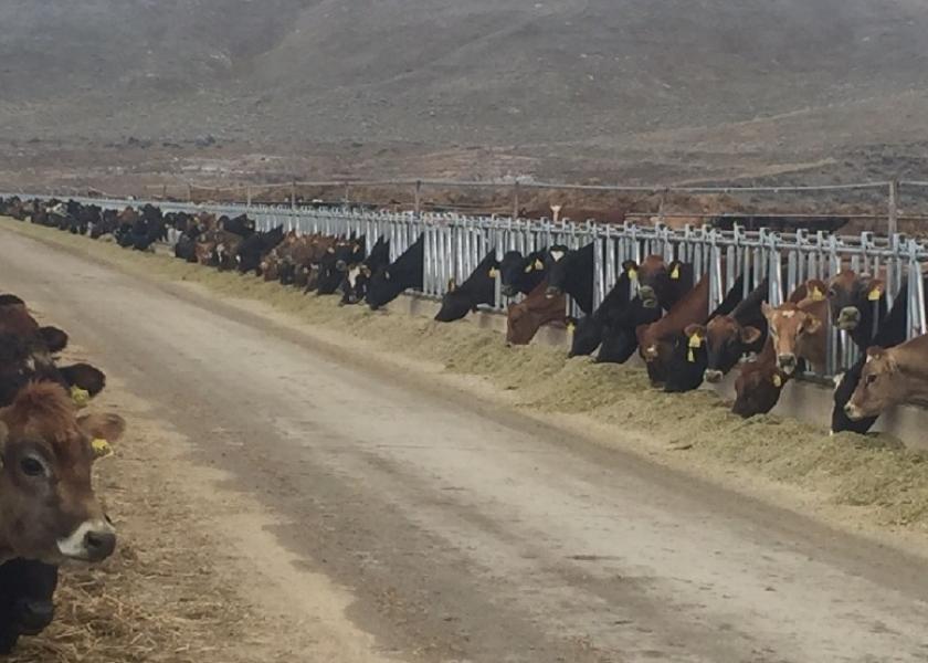 Miserable weather, especially in the Texas Panhandle, poor economic performance and the tragic explosion in April that killed 18,000 cows in the Lonestar state all played a part to the lower numbers.