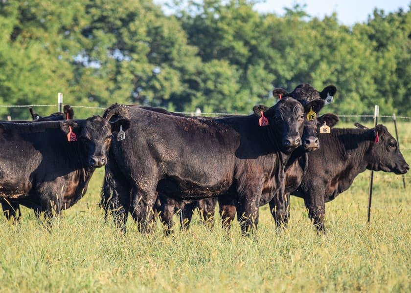 Value-added programs and management practices focused on calf health and nutrition can make your calves stand out.