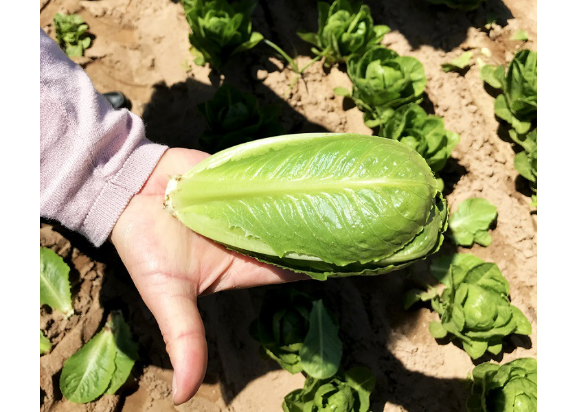 Ro-Minis pack the crunch of iceberg and sweet ﬂavor of romaine into one small, tightly enveloped head, Matt Hiltner says.