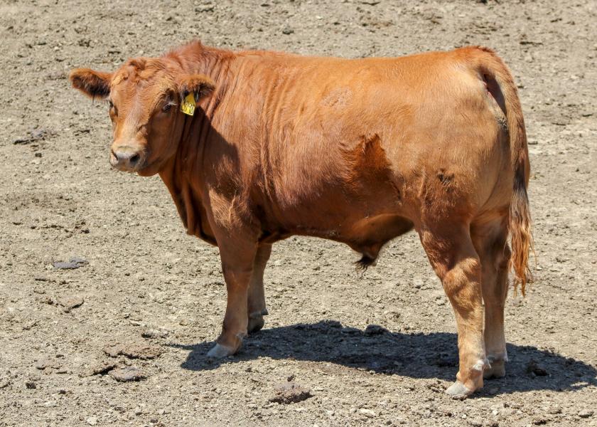 When buying a 4-H steer or other beef animal from a local producer, how much beef can you expect after processing? Check out these tips to calculate how many pounds of meat a beef animal will return.