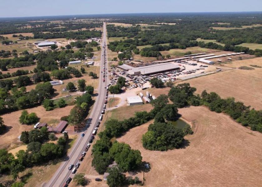 The Emory Livestock Auction saw 3,494 head of livestock on July 9, drawing miles of trailer lines filled with desperate sellers, thankful for a sale while prices hold relatively steady. 