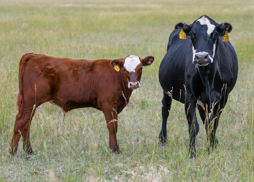 Hot, dry conditions have taken a toll on pasture growth this year. What should cattle producers consider to conserve grass in these dry areas?