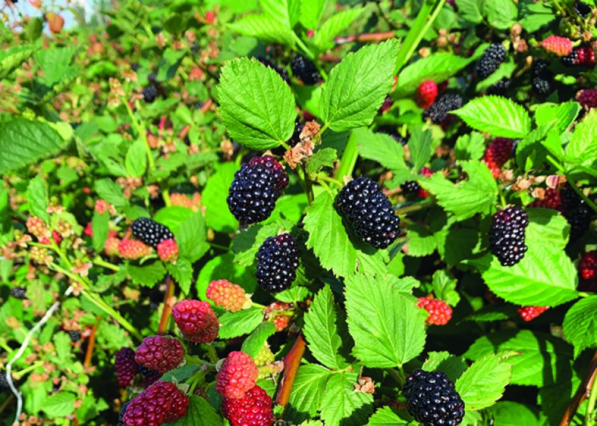 Plant City, Fla.-based Wish Farms is offering blueberries, raspberries and blackberries this summer.