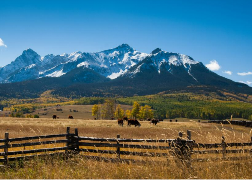 Cattle graze near the majestic Rocky Mountains.