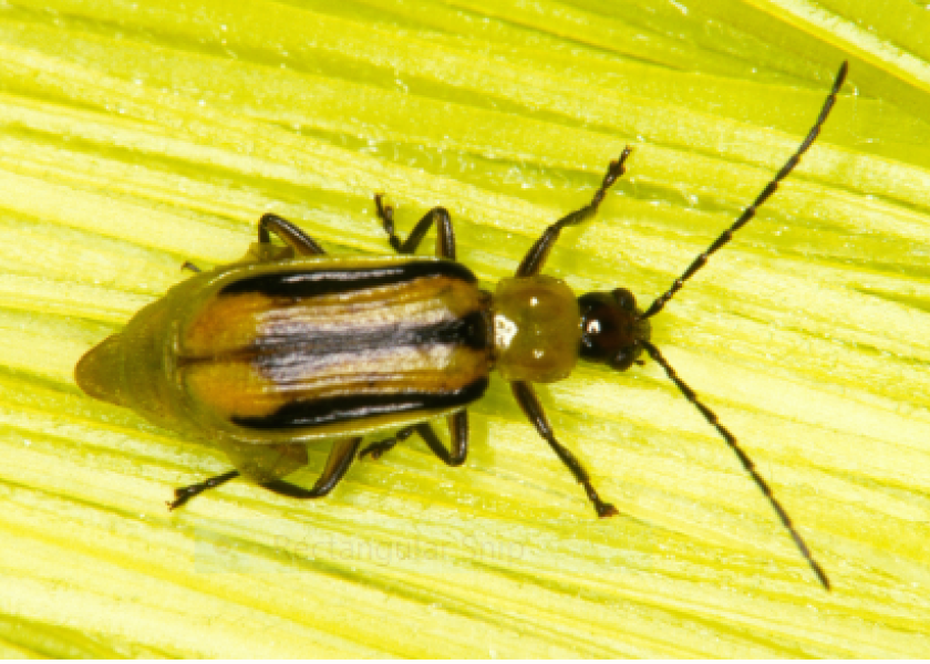 The Prescriptive Pathogen Report uses predictive soil analysis to predict the field pressure and economic risk of corn rootworm in the upcoming growing season. 