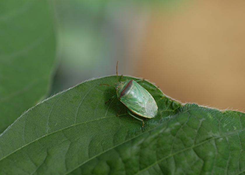 While stink bugs are small, their mouthparts are mighty. According to Michel, there have been accounts in Ohio of 10% to 20% yield loss in a single field bordering a forest — stink bugs’ preferred breeding ground.