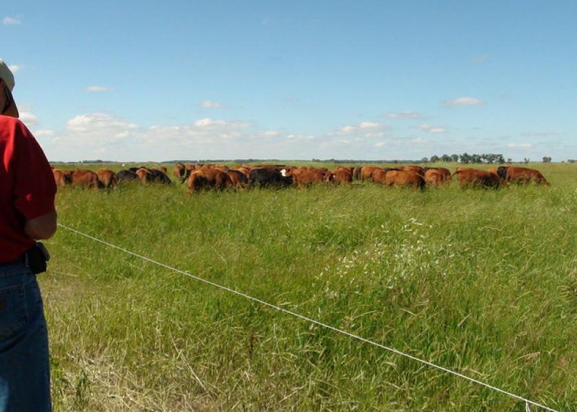 Intensive or ‘mob’ grazing allows for higher stocking densities, but does it provide benefits to soil health and biodiversity? UNL researchers share their findings after an eight-year study.