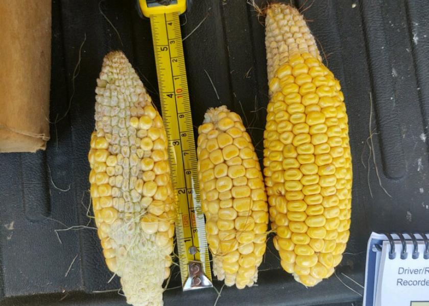 A Pro Farmer Crop Tour corn sample from Nebraska shows the impact of drought conditions. 