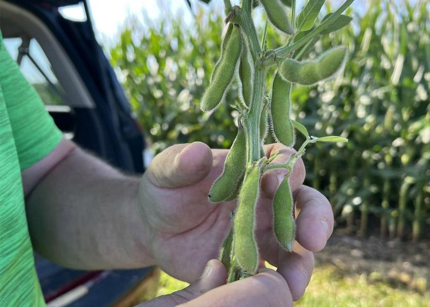 More than 100 “scouts” (farmers, media, agribusiness, and Pro Farmer staff) are organized into teams that fan across 20 pre-determined Midwest routes Monday to Thursday to sample soybean and corn fields. 