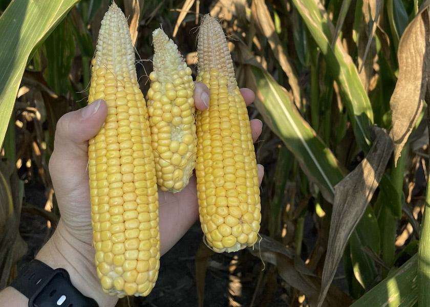 @emily_floryag14: Meh. She’s dry out here folks! Been stressed for a long time. Plants about 6 ft. tall and slim stalks. Low stand count. #pftour22