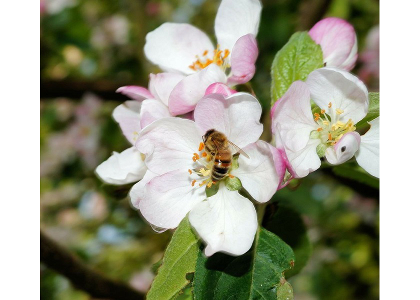 Bees and other pollinators contribute significantly to the global food supply.