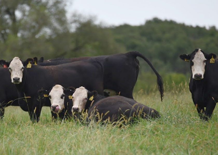 Cattle feed cost is the single largest expense in the cow-calf sector, and prices are still on the rise. 