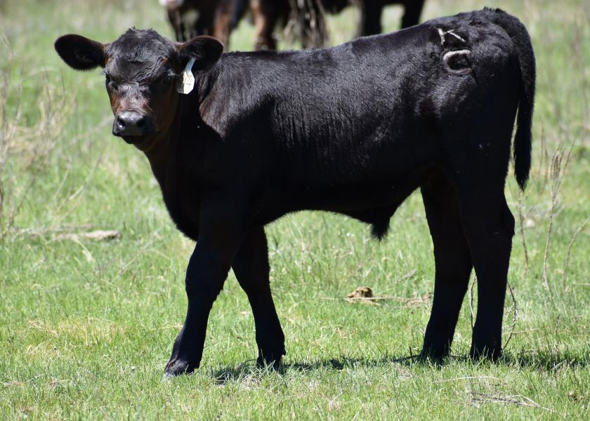 Why do some of the best calves catch a cough, known as summer pneumonia? K-State experts discuss the disease and what ranchers can do to best mitigate an outbreak in their herd.