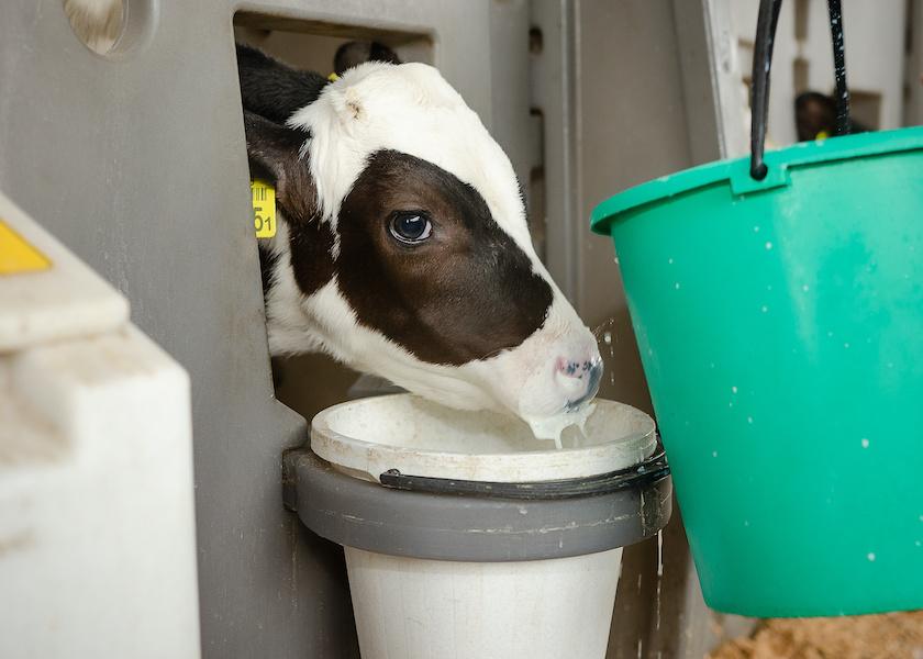 Feeding waste milk to calves captures high-quality nutrients and adds value to a product that otherwise would be discarded. But recent research sheds light on concerns about the practice.