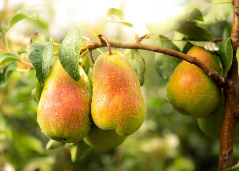 Stemilt will be offering a proprietary pear variety this season, Happi Pear,   in limited volumes.
