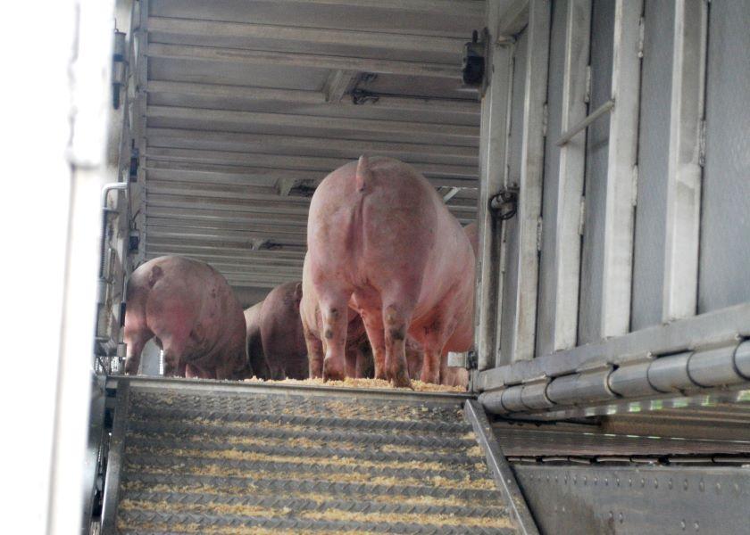 Pork Packers Face Worst Margins Since 2014 on U.S. Hog Shortage