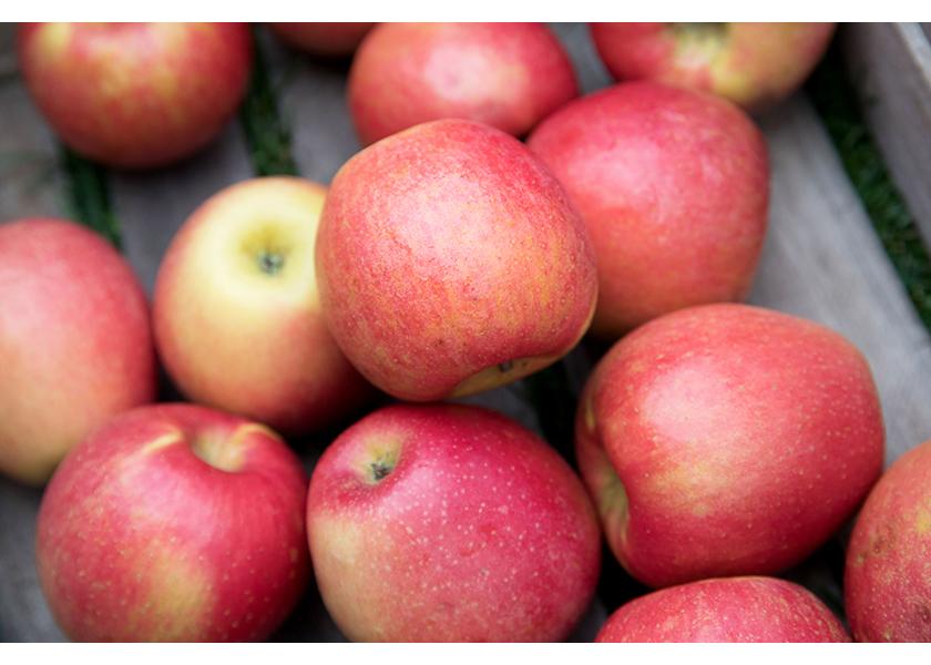 Midwest Apple Improvement Association offers varietal options for small  growers