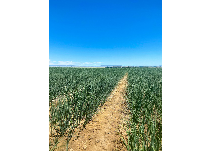 Idaho-eastern Oregon onion quality, sizing, and yield all look promising, says Dallin Klingler, marketing and communications director for Eagle Eye Produce. The image of this Oregon onion field was taken in July.