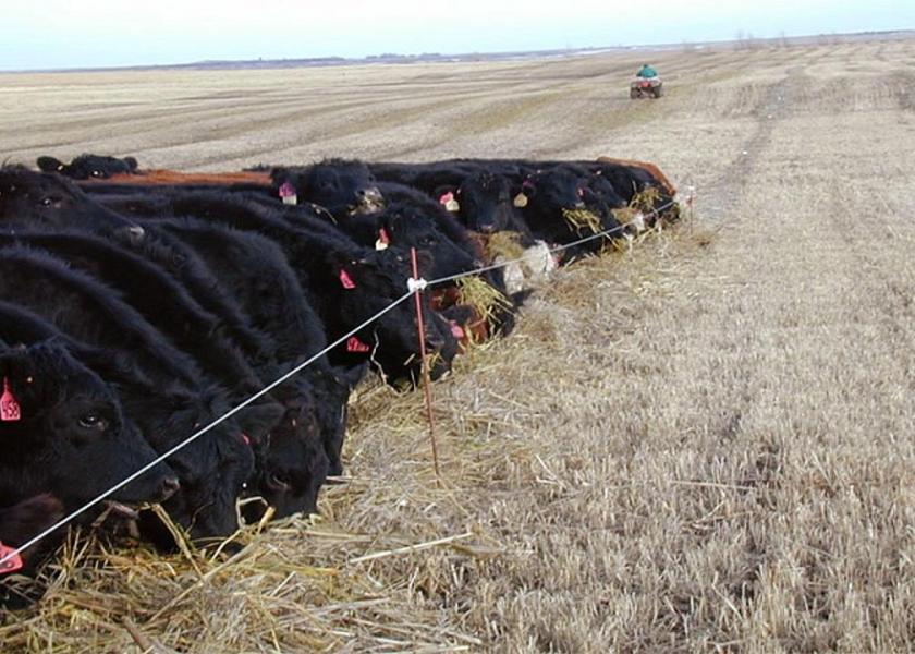 As expenses increase and producers evaluate more-efficient management techniques to lower production costs, one alternative may be to incorporate swath, or windrow grazing. 