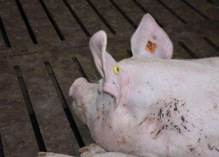 From February to March of this year, there was an increase in the detection of porcine circovirus by PCR. The increase was mainly being driven by positive cases in the adult/sow category, where positive test results spiked from 38.53% in February to 50.52% in March. 