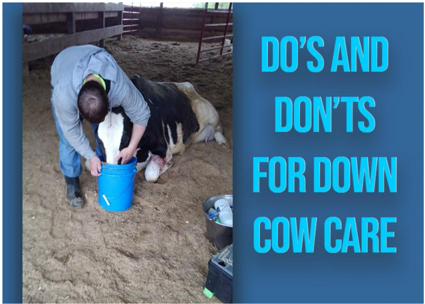 Down cows require immediate attention with assistance from a trained rescue team.