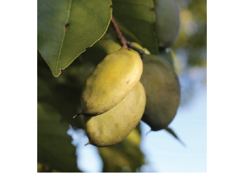 Fruit of the pongam tree