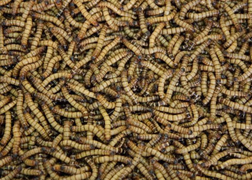 Mealworms