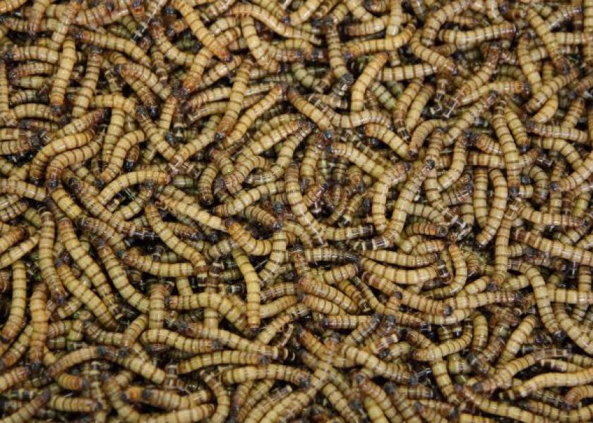 While plant-based meat alternatives seem to have lost their hype, scientists work to develop another protein alternative—mealworms.