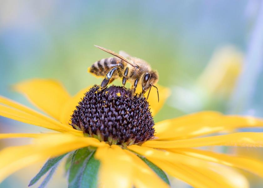 Insects like bees pollinate fruits and vegetables. 