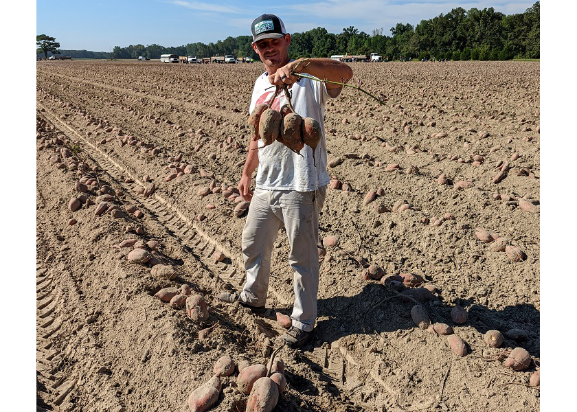 Derek Lancaster of Lancaster Farms says his company's sweet potato crop is showing excellent quality.